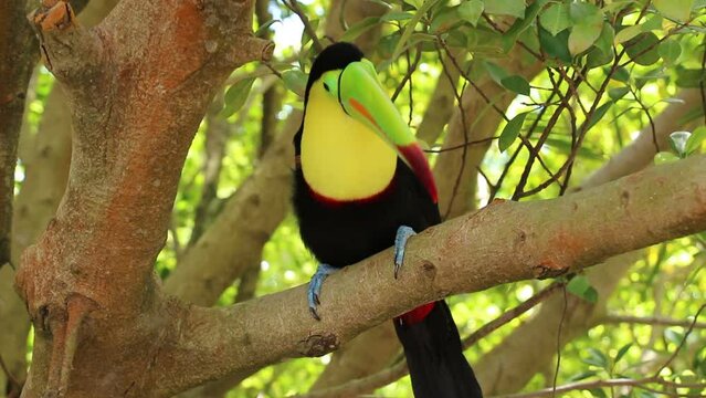 Tukan VideoFootage Durchsuchen 11 HDArchivvideos und Footage