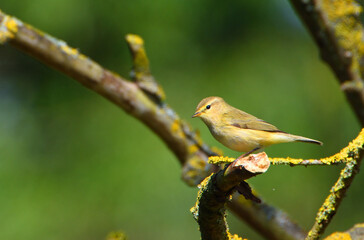 Willow Warbler sitting on tree branch wit out of focus background.