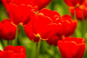 Tulip FlowerPower