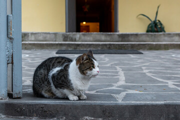 Brown stray cat sitting on the concrete in front of the house