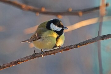 a bird sitting on a branch