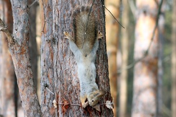 squirrel on a tree