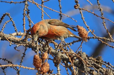 bird on a branch