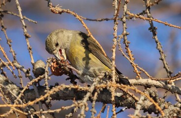 bird on a branch