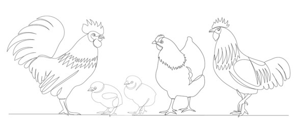 rooster, hen, chicks one continuous line drawing, sketch