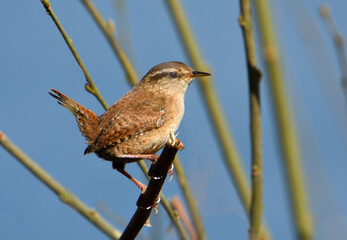 Wren  tiny British Bird  perched on twig.
