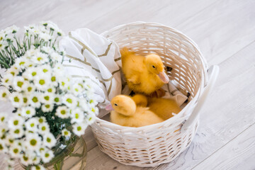 Three yellow ducklings sitting in a straw basket with hay. Easter concept.