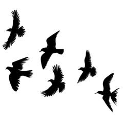 birds flying silhouette, on white background, isolated, vector