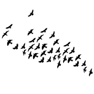 birds flying silhouette, on white background, isolated
