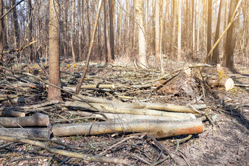 Cutting down trees in the forest, deforestation, broken trees