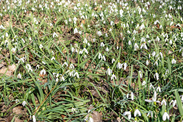 Lots of snowdrops in the spring forest. Spring background with wild forest flowers.