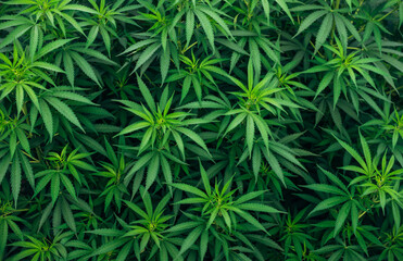 Naklejka na ściany i meble Marijuana Weed Wallpaper cannabis background