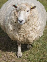 Fototapeta premium Romney Marsh sheep, Kent, England