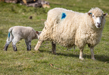 Naklejka na ściany i meble Romney Marsh sheep and newly born lamb in the spring, Kent, England