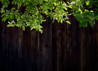 Natural rustic outdoor template - fresh green leaves on a dark wooden background with copy space