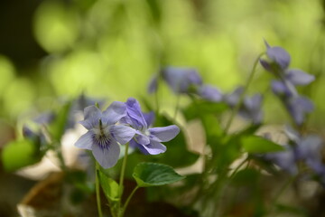 close up of blue flowers
