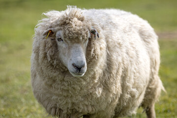 Romney Marsh sheep on the farm, Kent, England
