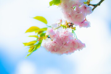 桜