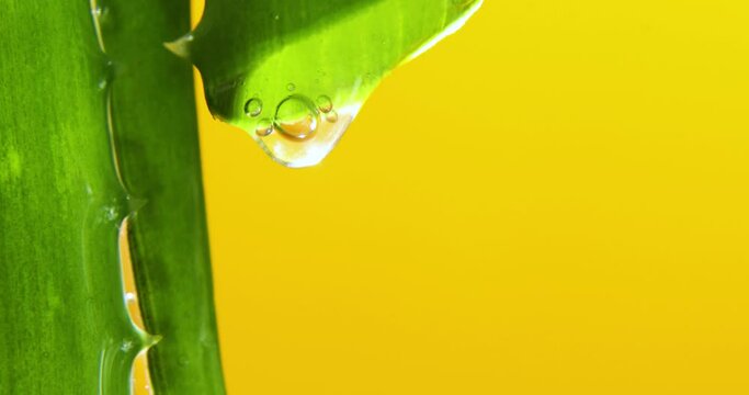 Alora vera leaf with juice, gel drips from the stems on yellow background, natural medical plant for organic cosmetics, alternative medicine, drop of aloe vera.