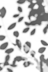 Abstract gray shadows from plant leaves on white background. Overlay effect for photo.
