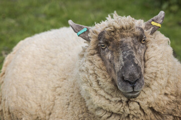 Naklejka premium Suffolk Romney Cross sheep on the farm