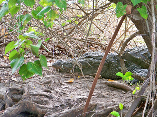 a green crocodile in the bushes. an alligator in nature. canoe tour