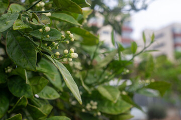 Photography of the orange flower bud in tree.