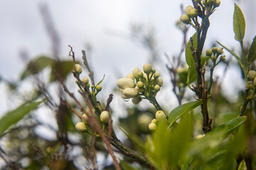 Photography of the orange flower bud in tree.