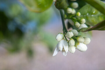 Photography of the orange flower bud in tree.