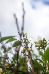Photography of the orange flower bud in tree.