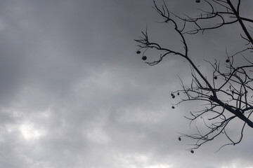 Backlit photograph of a tree on a cloudy day. Nature landscape.