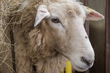 Close-up of a Romney Marsh sheep on the farm