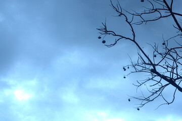 Backlit photograph of a tree on a cloudy day. Nature landscape.