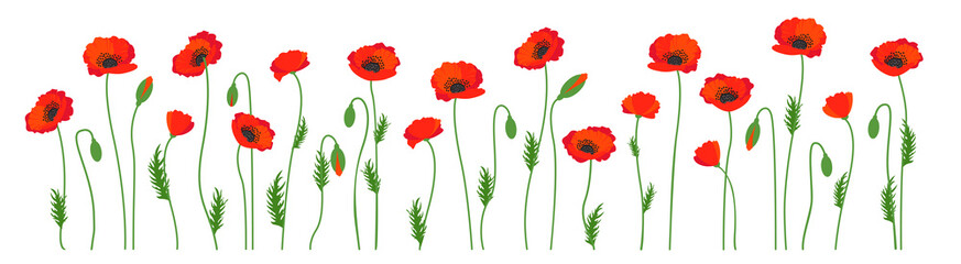 Red poppy flowers, poppies on green meadow, horizontal border - obrazy, fototapety, plakaty