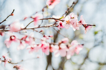 Selective focus of beautiful branches, pink blooming peach or apricot on a tree under a blue sky, Beautiful cherry blossoms during the spring season in the park. The texture of the floral pattern.