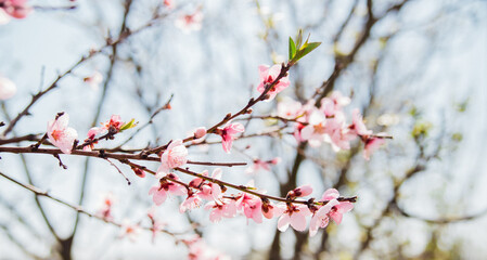 Selective focus of beautiful branches, pink blooming peach or apricot on a tree under a blue sky, Beautiful cherry blossoms during the spring season in the park. The texture of the floral pattern.