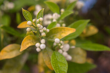 Photography of the orange flower bud in tree.