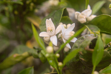 Photography of the orange flower bud in tree
