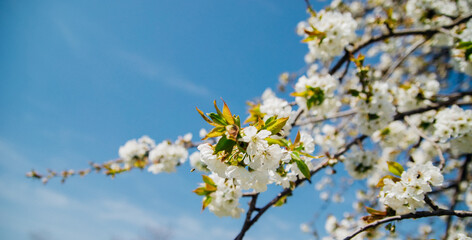 Selective focus of beautiful branches of white cherry blossoms on a tree under a blue sky, Beautiful cherry blossoms during the spring season in the park. Beauty is in nature.