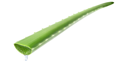 Fototapeta premium Aloe vera leaf with juice drop isolated on white background. Natural ingredient for herbal beauty product, cosmetology, dermatology, naturopathic medicine