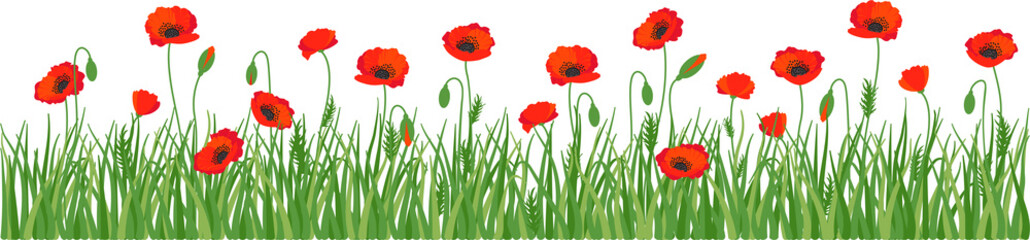 Red poppy flowers, poppies on green meadow,  horizontal border - obrazy, fototapety, plakaty