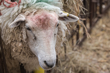 Close-up of a Romney Marsh sheep on the farm