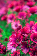 Obraz premium Photography of African daisies, with drops of water, pink color in a garden.