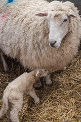 Fototapeta premium Romney Marsh sheep and newly born lamb on the farm, Kent, England