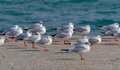 A beautiful white seagulls stands on a wall