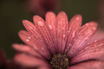 Macro photography of an African daisy in a garden with drops of water in a rainy day. Sepia