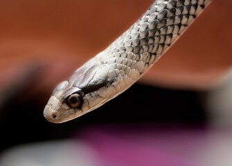 close up of snake