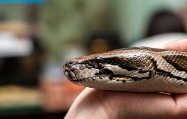close up of a python