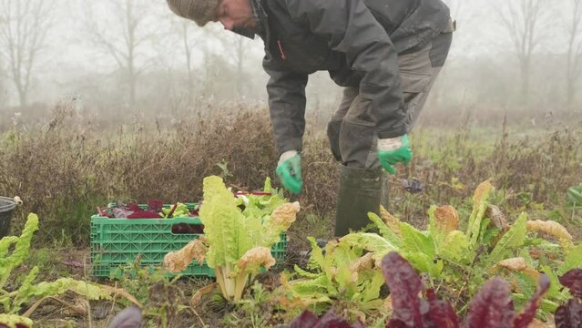 young farmer harvesting internal seasonal farm during cold weather, agricultural ecologic off grid lifestyle 