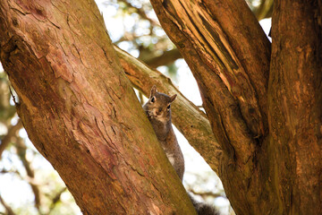 squirrel in the tree